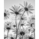 Close up of white flowers daisies, 160x200, Forex (PVC), Forex (PVC) 5 mm. , Original, Blanco y negro
