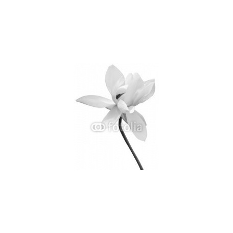 fleur de lotus en noir et blanc, fond blanc, 160x200, Forex (PVC), Forex (PVC) 5 mm. , Original, Blanco y negro