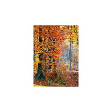 Fotomural personalizado, 170x230, Vinilo Adhesivo, Sin Laminado (3 años garantía en exterior/interior), Original, Todo color