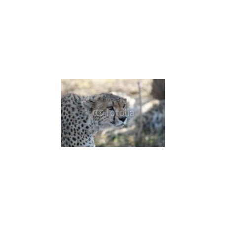 Cheetah Botswana Africa savannah wild animal mammal, 175x115, Vinilo Adhesivo, Laminado Brillo (protección arañazos y rayos UVI), Original, Todo color