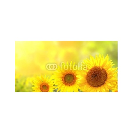 Sunflowers on blurred sunny background, 120x60, Vinilo Adhesivo, Vinilo Backlight Cristal (montaje por interior y retroiluminar), Original, Todo color