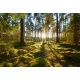 Sunrise in pine forest, 366x245, Lona, Lona opaca, Original, Todo color