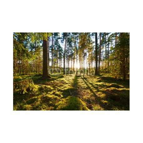 Sunrise in pine forest, 366x245, Lona, Lona opaca, Original, Todo color