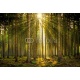 Sonnenstrahlen in lichtdurchflutetem Wald im Nebel bei Sonnenaufgang, 366x245, Lona, Lona opaca, Original, Todo color
