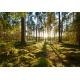 Sunrise in pine forest, 366x254, Lona, Lona opaca, Original, Todo color