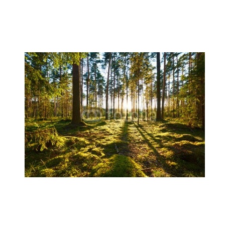 Sunrise in pine forest, 366x254, Lona, Lona opaca, Original, Todo color