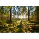 Sunrise in pine forest, 366x254, Lona, Lona opaca, Original, Todo color