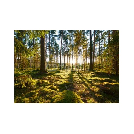Sunrise in pine forest, 366x254, Lona, Lona opaca, Original, Todo color