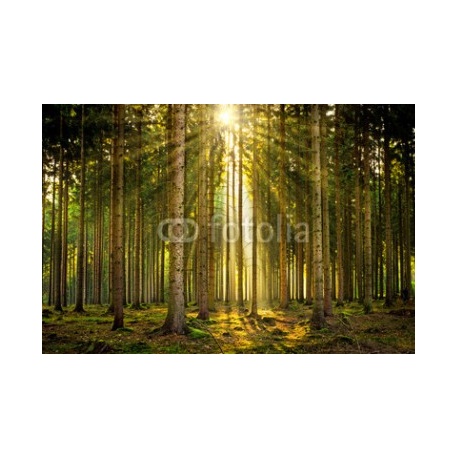 Sonnenstrahlen in lichtdurchflutetem Wald im Nebel bei Sonnenaufgang, 366x245, Lona, Lona opaca, Original, Todo color