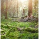 Ecology background outdoor landscape, 243x250, Papel Pared, Acabado LISO, Original, Todo color