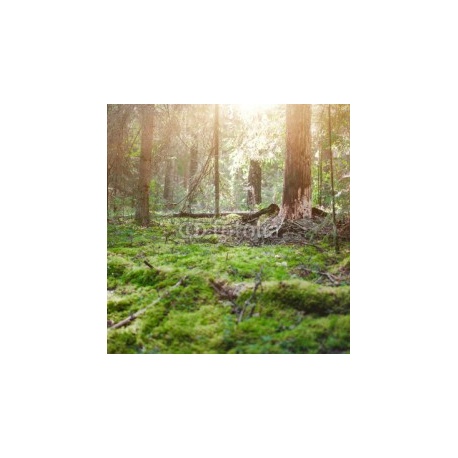 Ecology background outdoor landscape, 243x250, Papel Pared, Acabado LISO, Original, Todo color