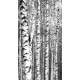 Spring trunks of birch trees black and white, 130x235, Vinilo Adhesivo, Sin Laminado (3 años garantía en exterior/interior), Original, Todo color