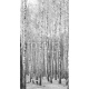 Black and white photo of birch grove in autumn as beautiful black-and-white wallpaper, 130x235, Vinilo Adhesivo, Sin Laminado (3 años garantía en exterior/interior), Original, Todo color