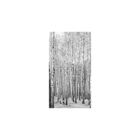 Black and white photo of birch grove in autumn as beautiful black-and-white wallpaper, 130x235, Vinilo Adhesivo, Sin Laminado (3 años garantía en exterior/interior), Original, Todo color