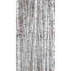 birch forest, 130x235, Vinilo Adhesivo, Sin Laminado (3 años garantía en exterior/interior), Original, Todo color