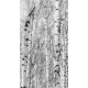 Black and white photo of birch grove in autumn as beautiful black-and-white wallpaper, 130x235, Vinilo Adhesivo, Sin Laminado (3 años garantía en exterior/interior), Original, Todo color