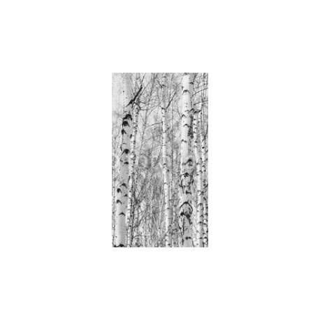 Black and white photo of birch grove in autumn as beautiful black-and-white wallpaper, 130x235, Vinilo Adhesivo, Sin Laminado (3 años garantía en exterior/interior), Original, Todo color