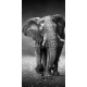 Elephant approach from the front, 100x200, Papel Pared, Acabado LISO, Original, Blanco y negro