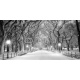 Central Park, NY covered in snow at dawn, 120x60, Papel Pared, Acabado ARENADO, Original, Blanco y negro
