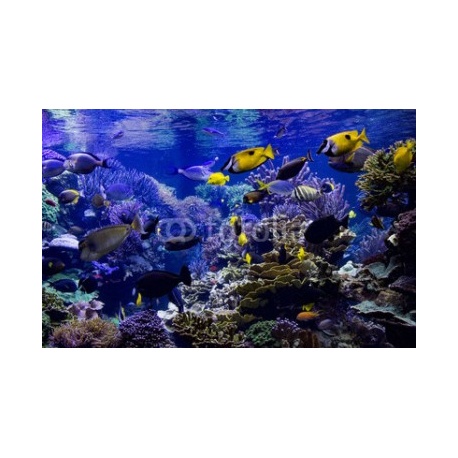 Aquarium reef, 382x245, Papel Pared, Acabado LISO, Original, Todo color