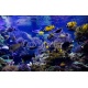 Aquarium reef, 383x246, Papel Pared, Acabado LISO, Original, Todo color