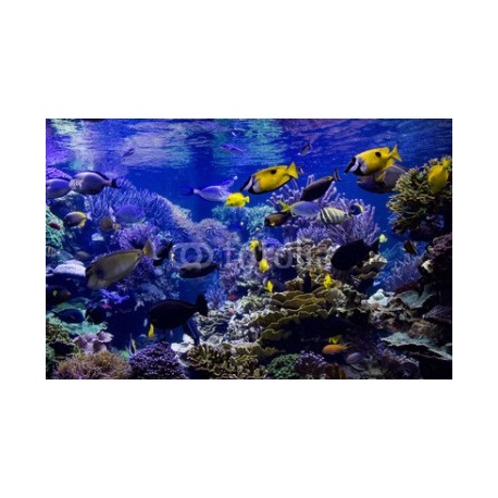 Aquarium reef, 383x246, Papel Pared, Acabado LISO, Original, Todo color