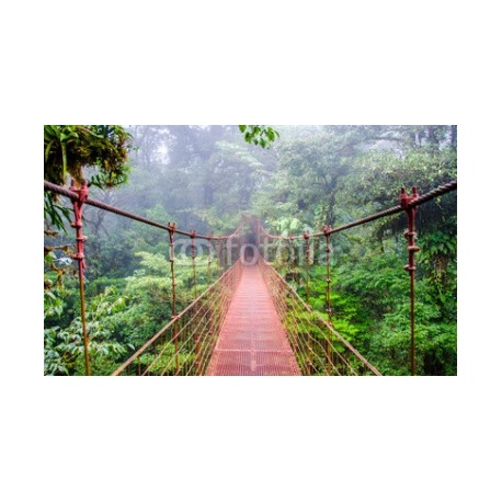 Bridge in Rainforest - Costa Rica - Monteverde, 250x152, Forex (PVC), Forex (PVC) 5 mm. , Original, Todo color