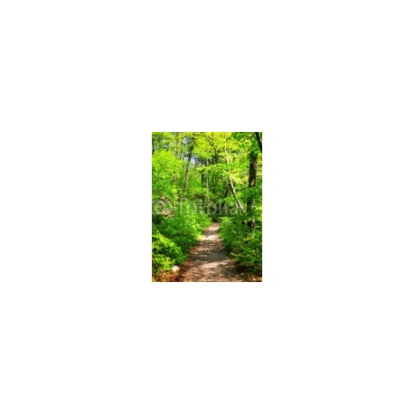 Path in the Forest, 132x180, Vinilo Adhesivo, Laminado Brillo (protección arañazos y rayos UVI), Original, Todo color