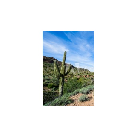 Arizona landscape with Saguaro cactus, 175x256, Papel Pared, Acabado LIENZO, Original, Todo color